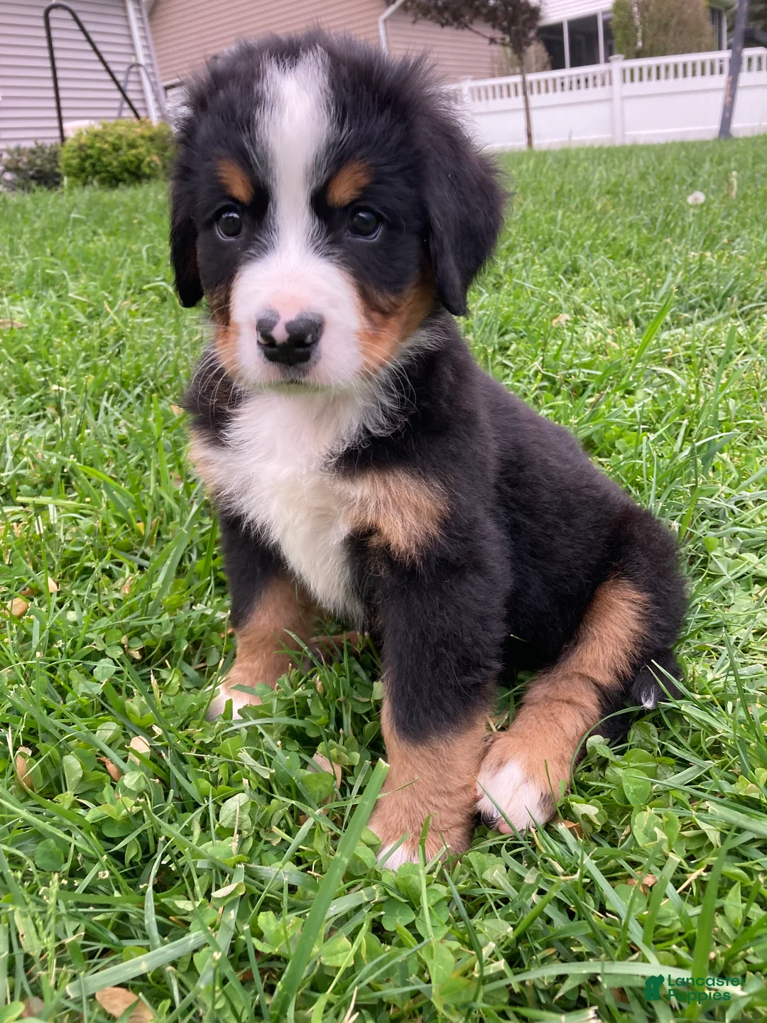 Bernese Mountain Dog dogs for sale: Silky  - Ad 1