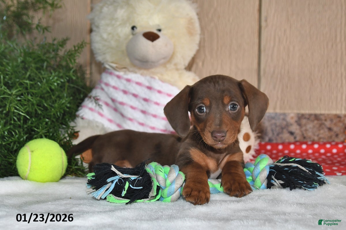 Miniature Dachshund dogs Koby - Ad 30