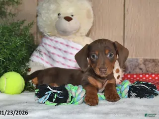 Miniature Dachshund dogs Koby - Ad 30