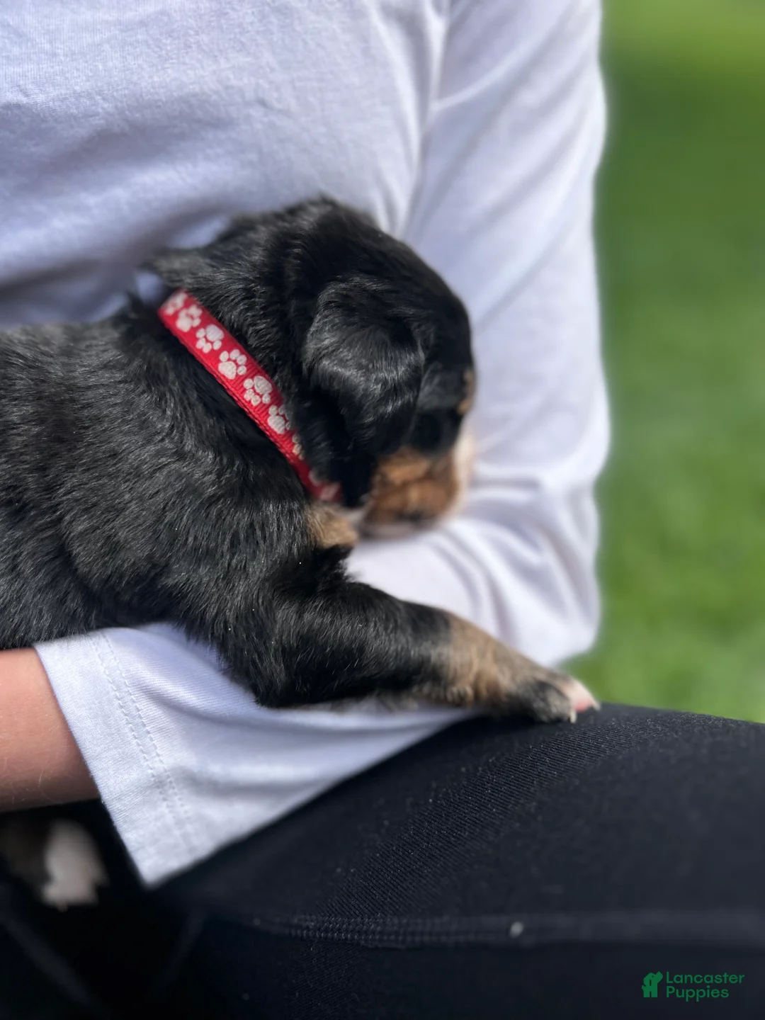 Bernese Mountain Dog dogs for sale: Bernese Mountain Dog Puppy 4 - Ad 5