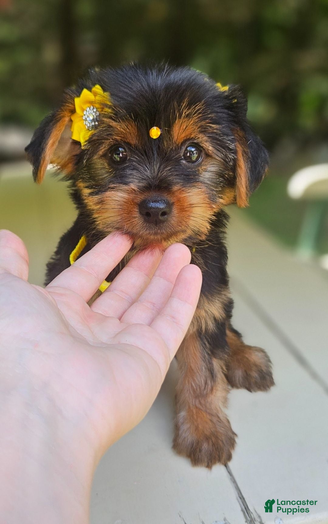 Morkie dogs Morkie 1 - Ad 1