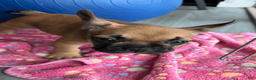 French Bulldog dogs for sale: COCOA - Ad 10