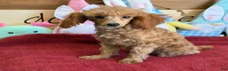 Toy Poodle dogs for sale: Scarlett - Ad 3