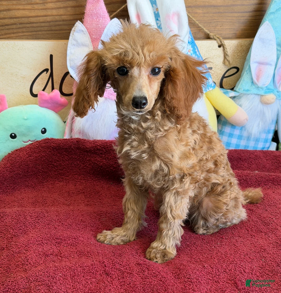 Toy Poodle dogs for sale: Scarlett - Ad 3