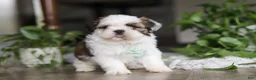 Shih Tzu dogs for sale: Logan - Ad 2