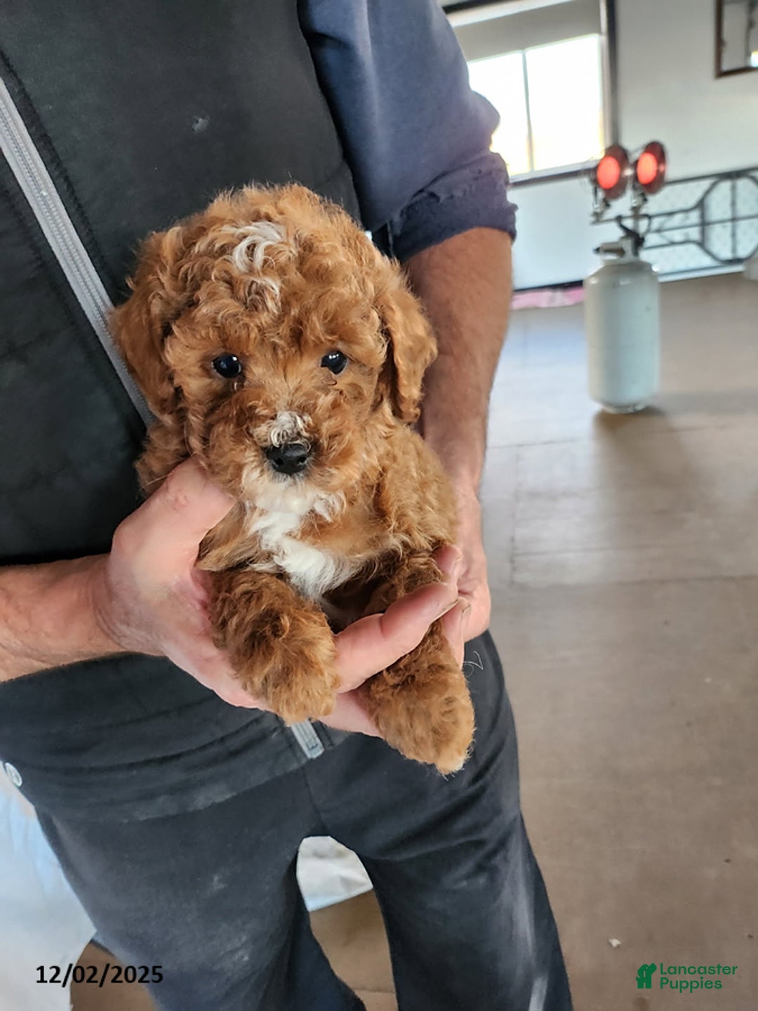 Mini Goldendoodle dogs for sale: Derrick - Ad 11