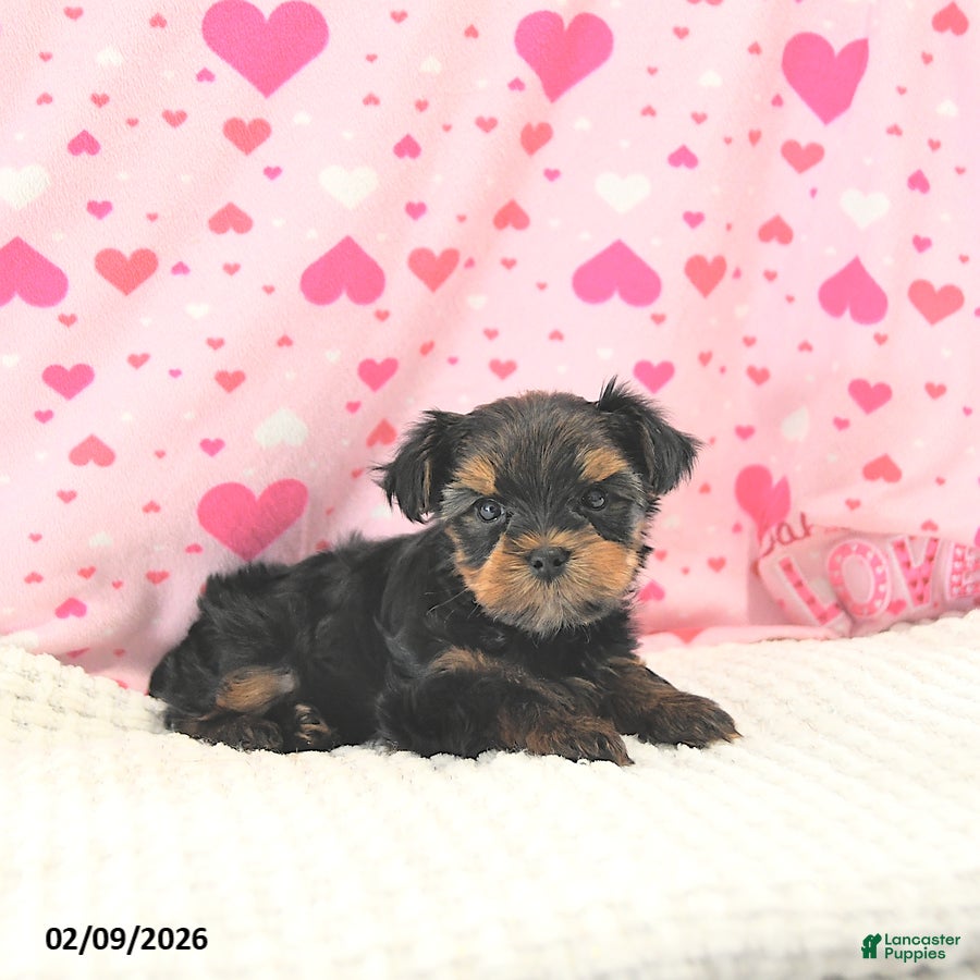 Yorkshire Terrier dogs Bennett EXTRA SMALL - Ad 2