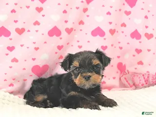 Yorkshire Terrier dogs Bennett EXTRA SMALL - Ad 2