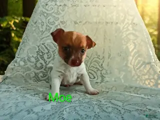 Chihuahua dogs for sale: Chihuahua Puppy 4 - Ad 4