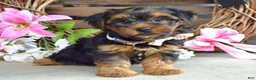 Yorkshire Terrier dogs for sale: Chase - Ad 6