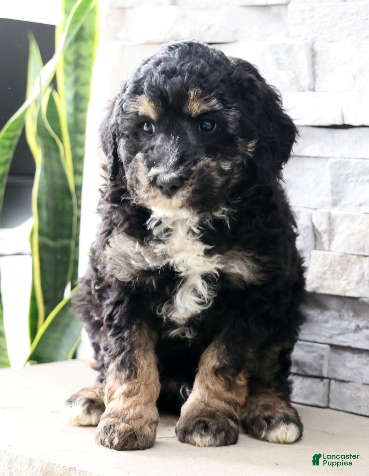 Mini Bernedoodle dogs Duke - Ad 1