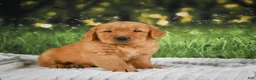 Golden Retriever dogs for sale: Joey - Ad 4