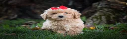 Bichpoo dogs for sale: Nixie🩷  - Ad 16