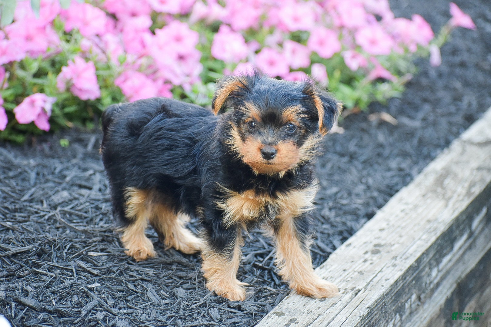 Yorkshire Terrier dogs Chester - Ad 2