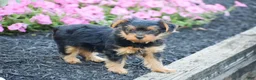 Yorkshire Terrier dogs for sale: Chester - Ad 2