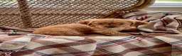Miniature Golden Retriever dogs for sale: Louise - Ad 5
