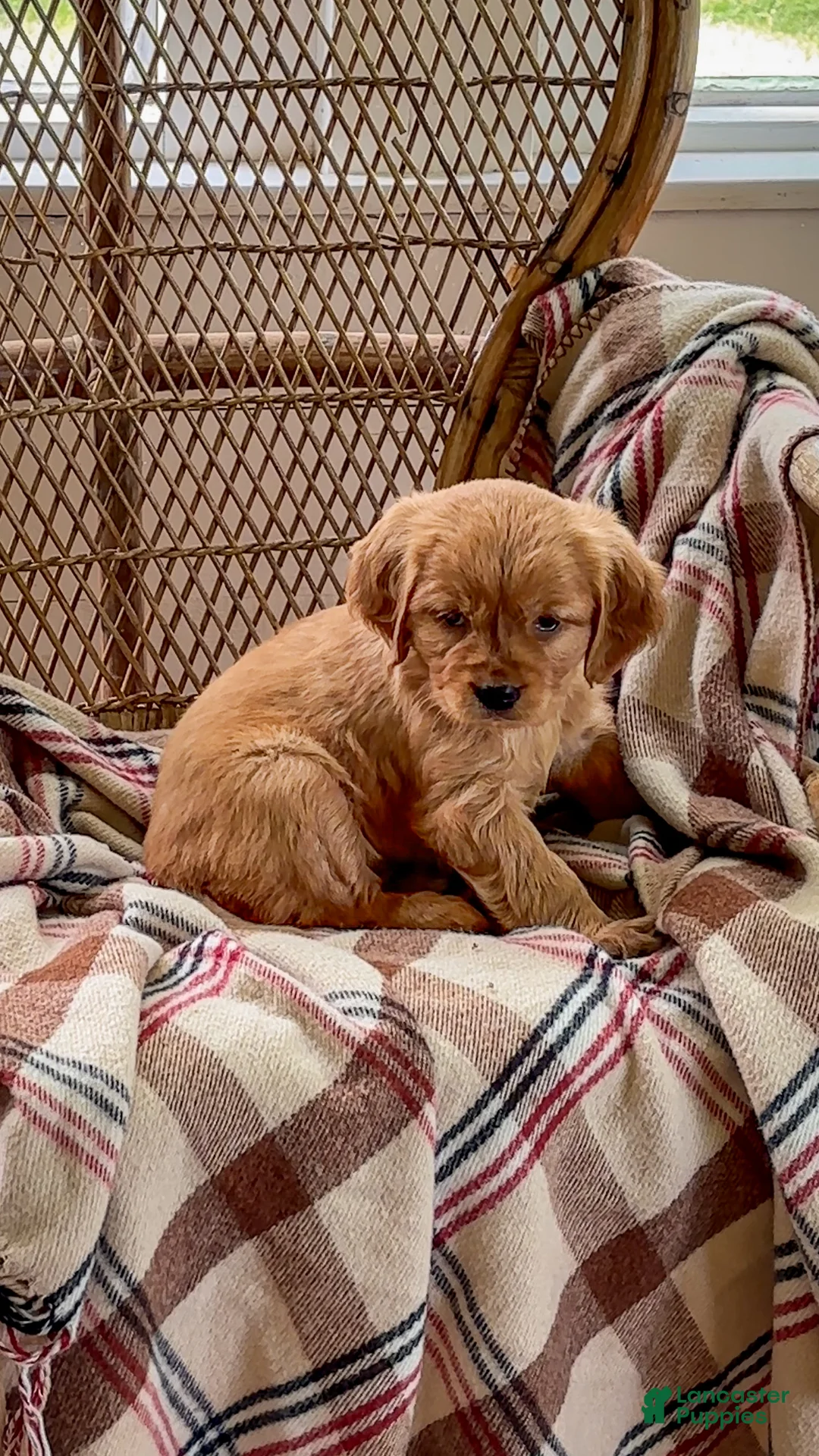 Miniature Golden Retriever dogs for sale: Louise - Ad 5