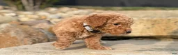 Mini Goldendoodle dogs for sale: Mini Goldendoodle (Archie) - Ad 7