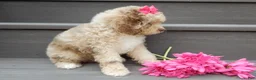 Cockapoo dogs for sale: Penny - Ad 8