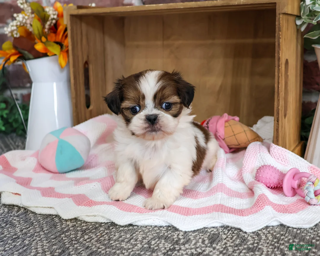 Shih Tzu dogs for sale: Jazzy - Ad 2