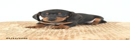 Miniature Dachshund dogs for sale: Dash - Ad 3