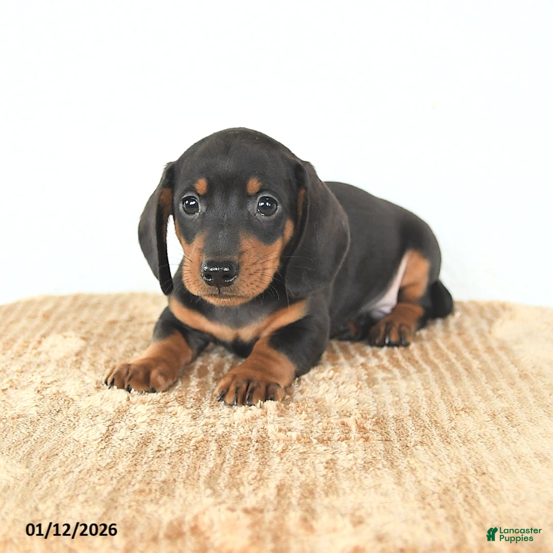 Miniature Dachshund dogs for sale: Dash - Ad 3