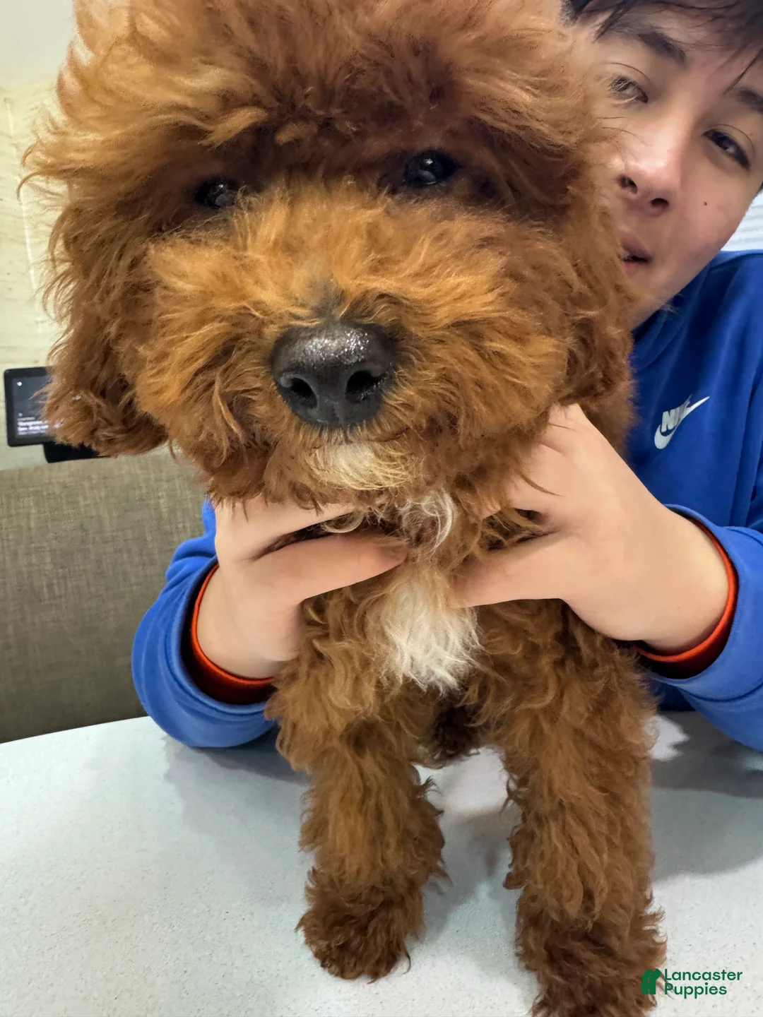 Toy Poodle dogs for sale: Mocha - Ad 5