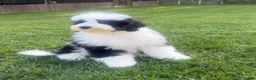 Mini Bernedoodle dogs for sale: Emmitt - Ad 2