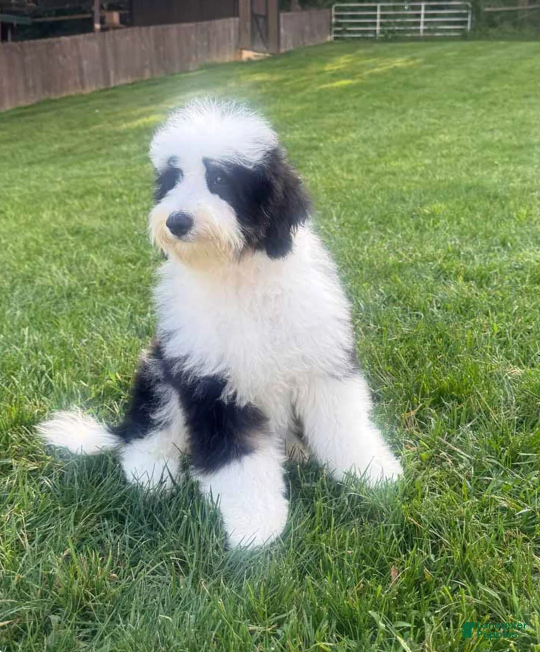Mini Bernedoodle dogs for sale: Emmitt - Ad 2