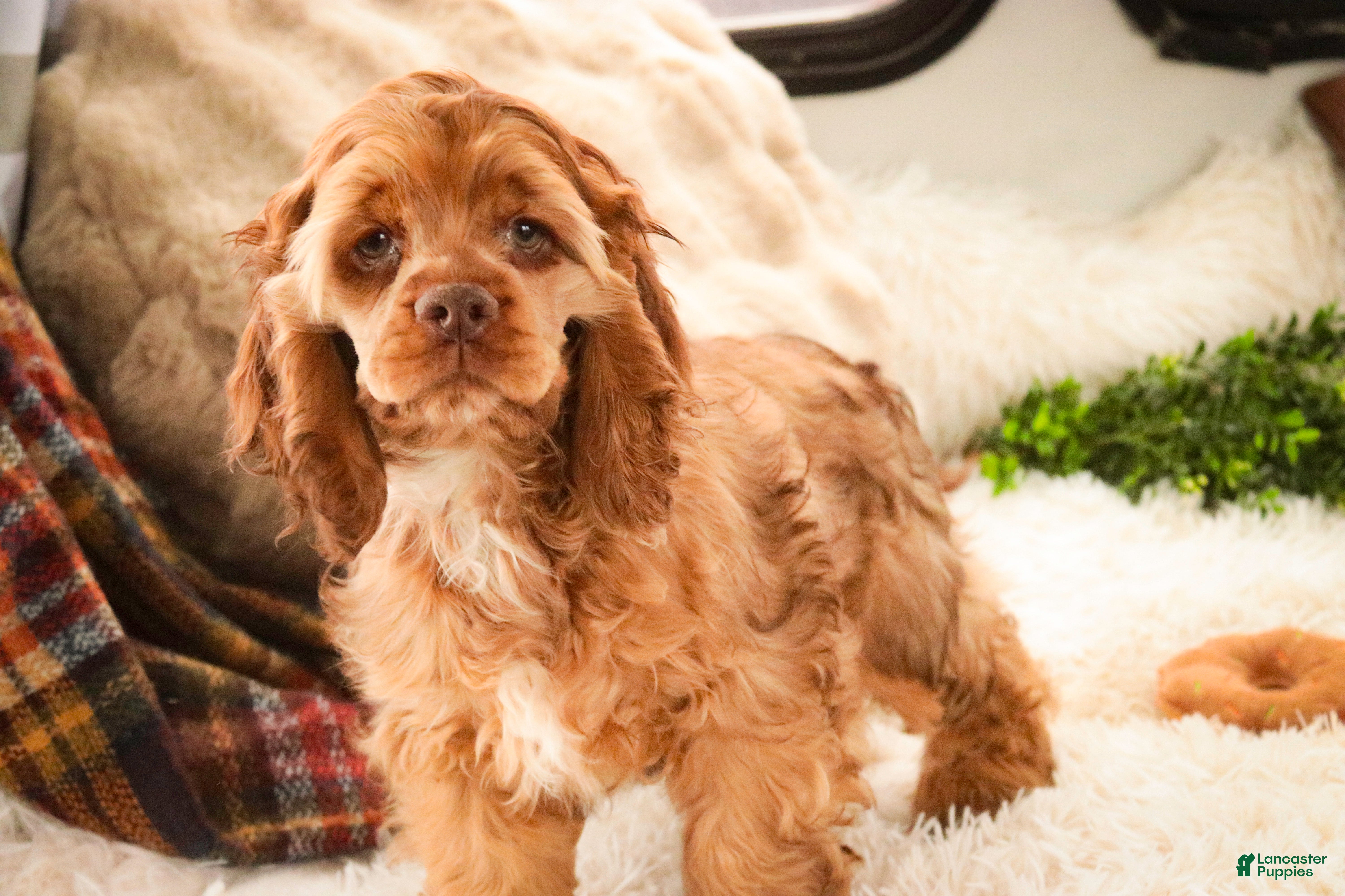 Cocker Spaniel dogs Avery - Ad 41