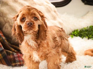 Cocker Spaniel dogs Avery - Ad 20