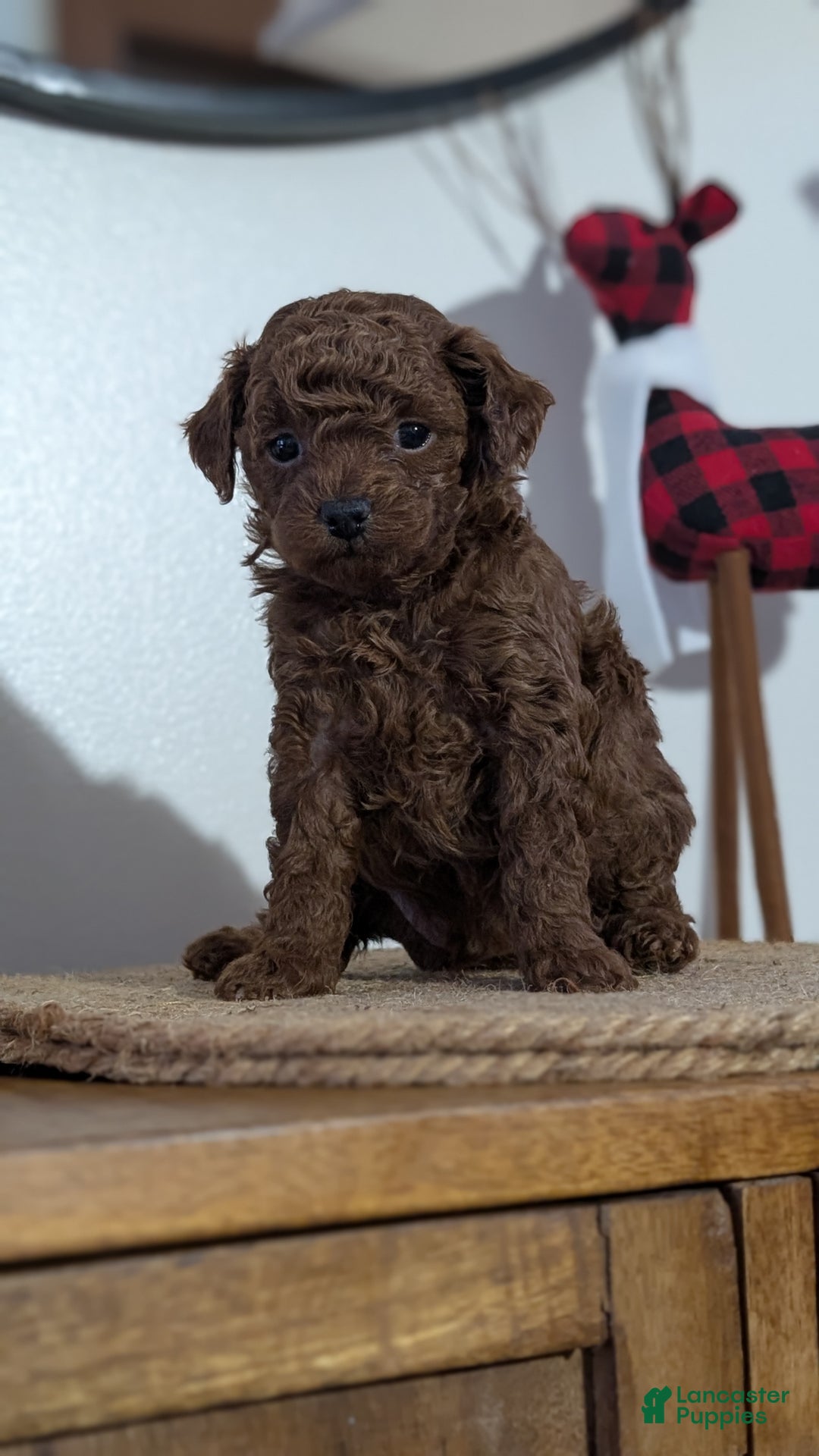 Miniature Poodle dogs for sale: Maverick  - Ad 4