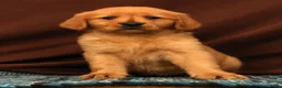 Golden Retriever dogs for sale: Amber - Ad 4