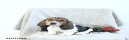 Basset Hound dogs for sale: Jacqueline - Ad 9