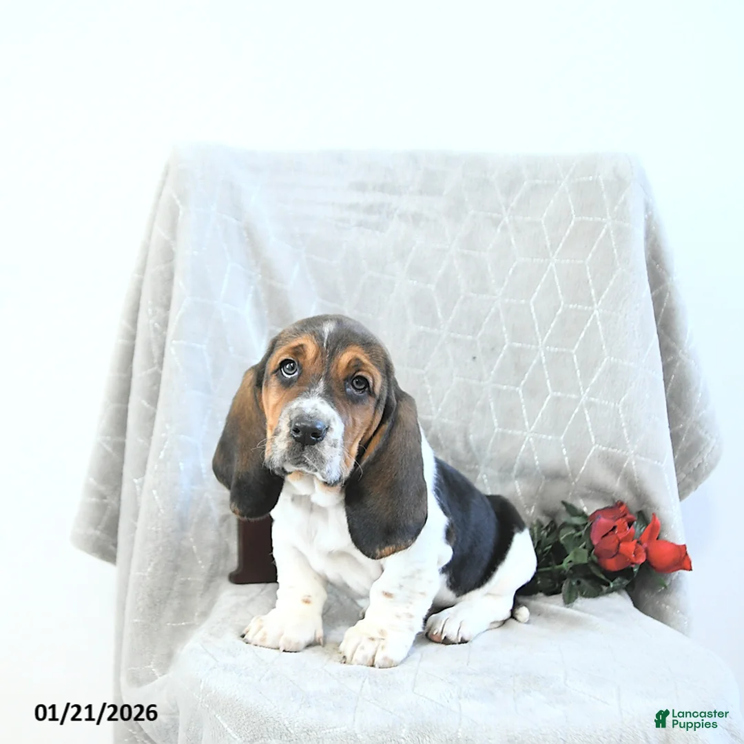 Basset Hound dogs for sale: Jacqueline - Ad 9
