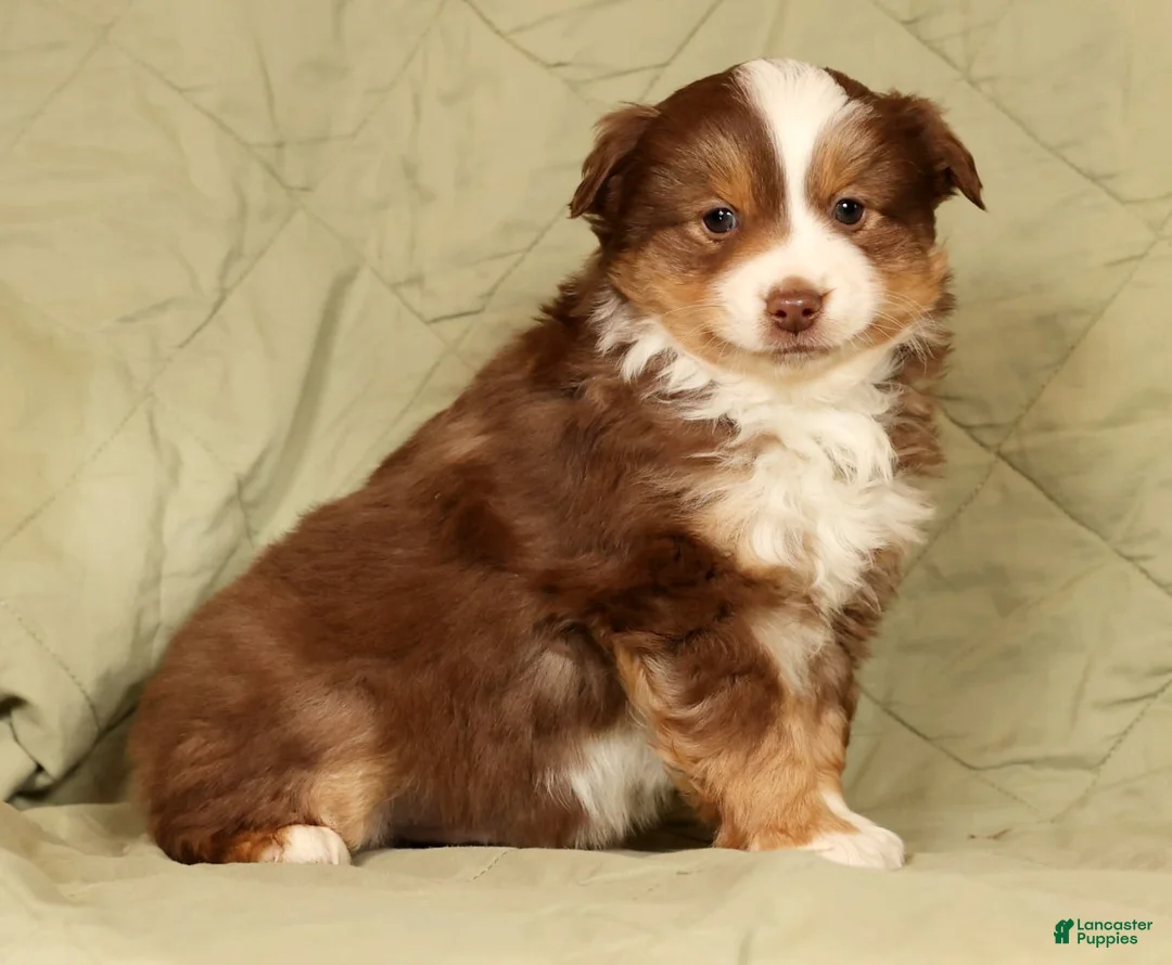 Miniature Australian Shepherd dogs for sale: Deacon - Ad 4