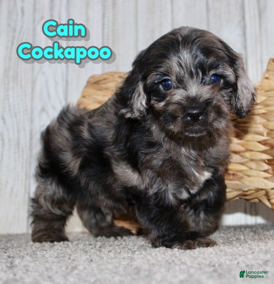 Cockapoo dogs for sale: Cain - Ad 1