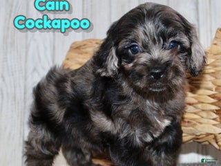 Cockapoo dogs Cain - Ad 22