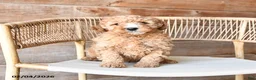 Mini Bernedoodle dogs for sale: Peanut  - Ad 3