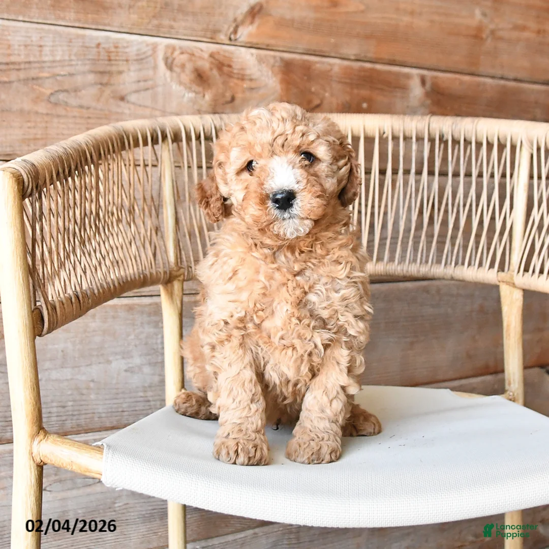 Mini Bernedoodle dogs for sale: Peanut  - Ad 3