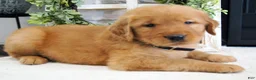 Golden Retriever dogs for sale: Zoe - Ad 4