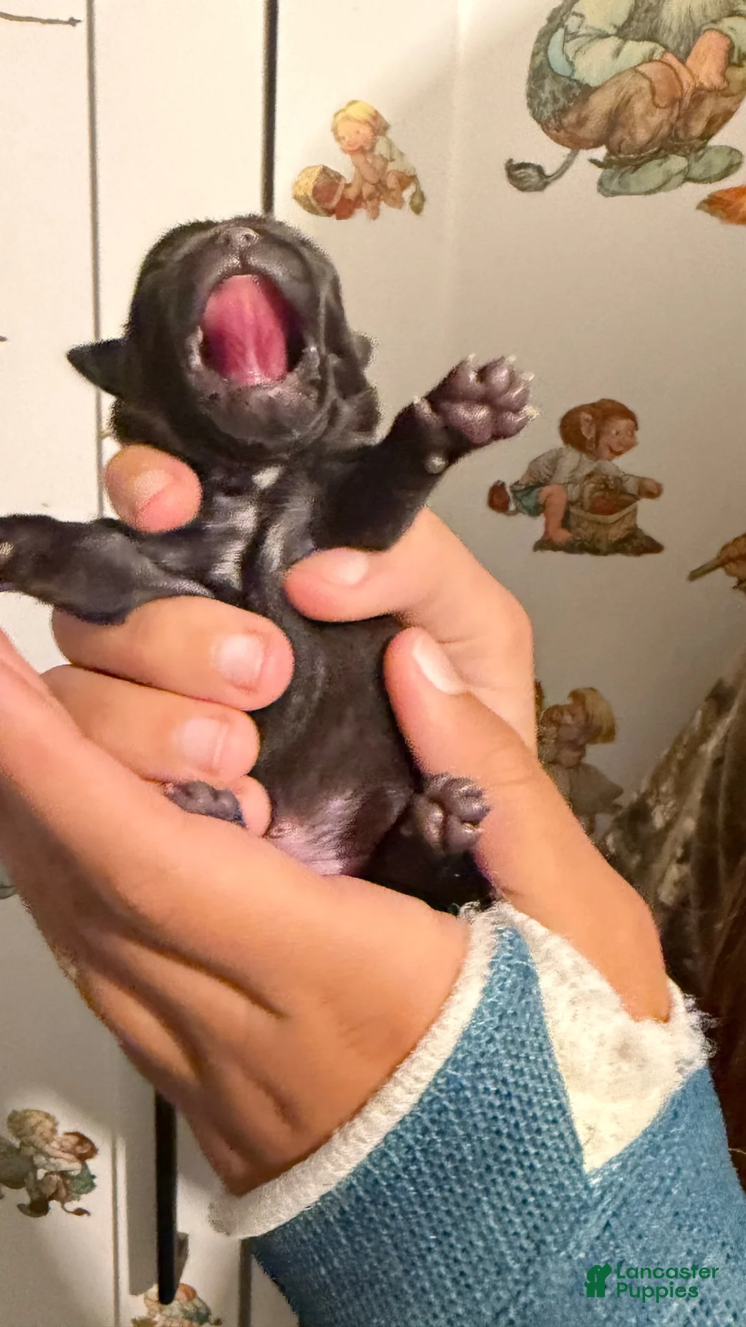 Chihuahua dogs for sale: Chihuahua 3 - Ad 2