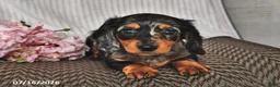 Miniature Dachshund dogs for sale: Karla - Ad 3