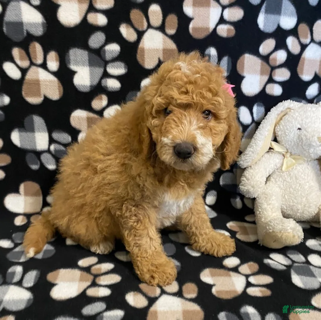 Goldendoodle dogs for sale: Muffin- genetic clear parents - Ad 2