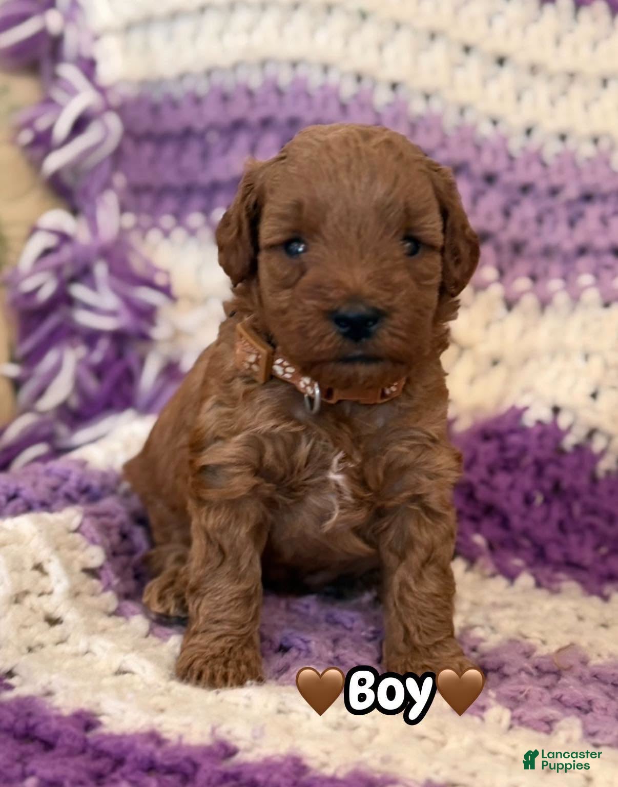 Mini Goldendoodle dogs brown collar boy - Ad 1