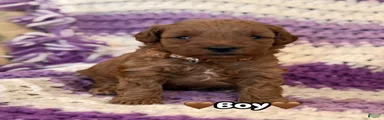 brown collar boy