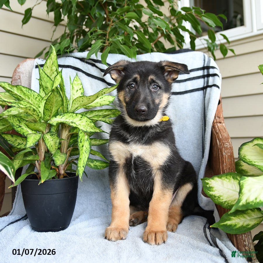 German Shepherd dogs Nyla - Ad 28