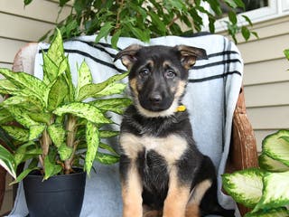 German Shepherd dogs Nyla - Ad 39