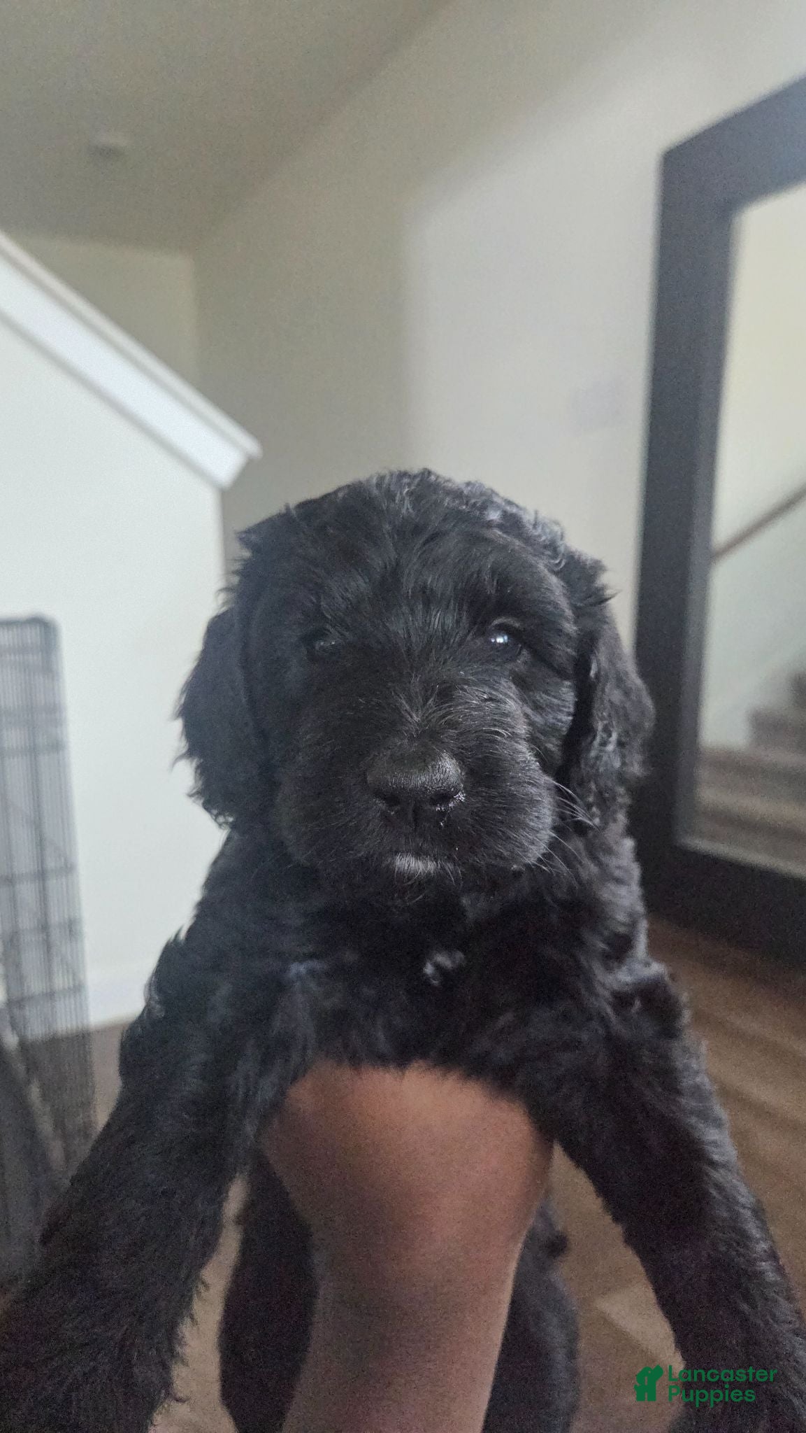 Mixed Breed dogs Sunday - Ad 1