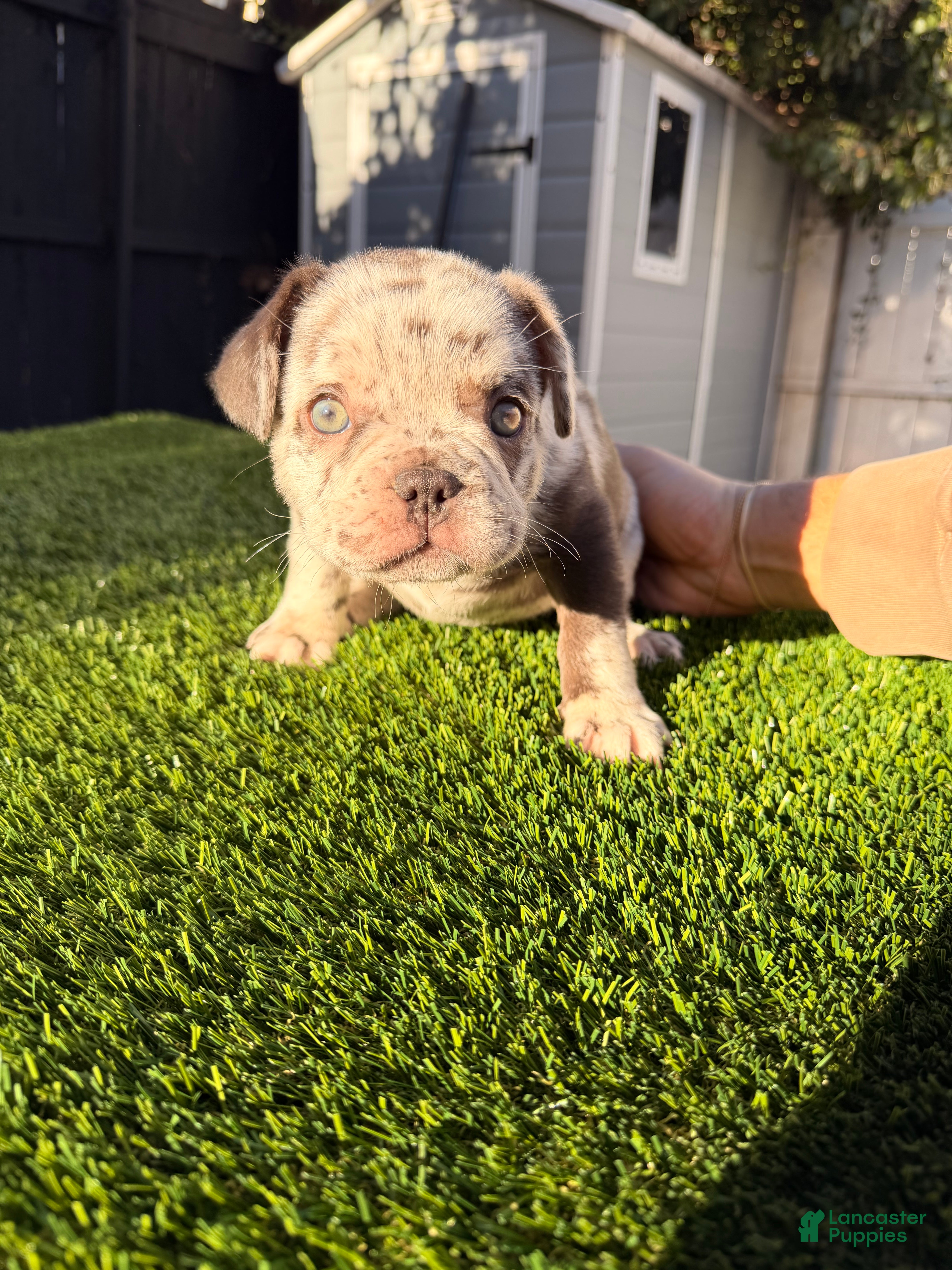 French Bulldog dogs Rain - Ad 42